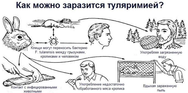 Туляремия: виды, симптомы, причины, профилактика Туляремия: виды, симптомы, причины, профилактика