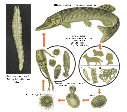 Цикл развития DIPHILLOBOTHRIUM LATUM